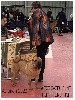  - LES EXPOSITIONS CANINES