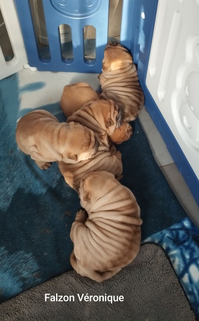 chiot Shar Pei Du val des genets