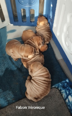 Du val des genets - Shar Pei - Portée née le 19/11/2024