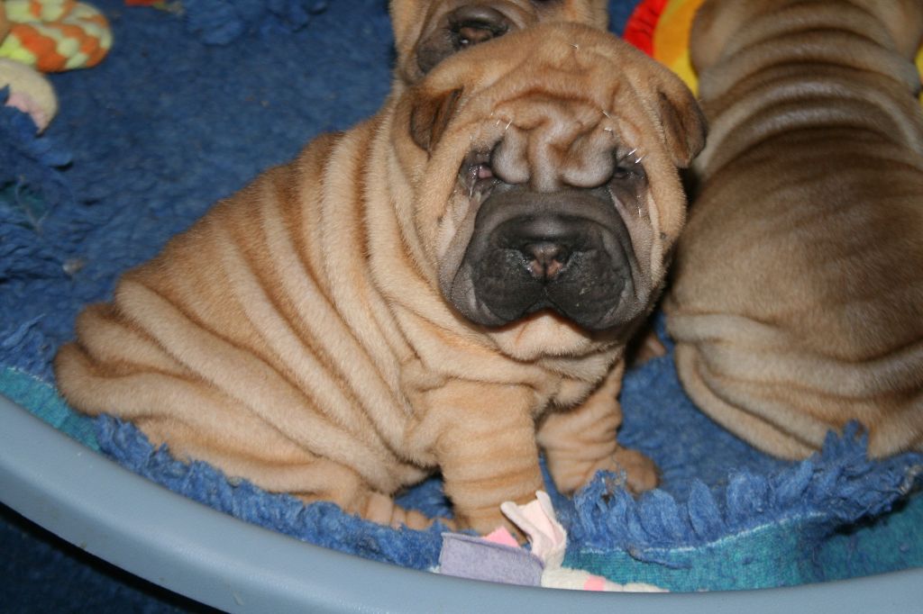 Du val des genets - Chiot disponible  - Shar Pei