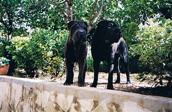 Nyssia Du val des genets