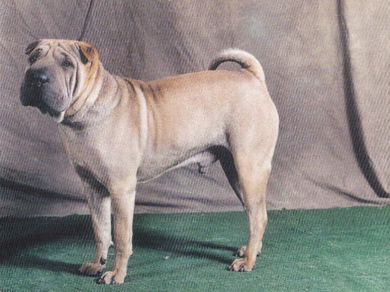 CH. Po-potame-pride Du val des genets