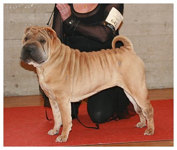 CH. Choubaye Du val des genets